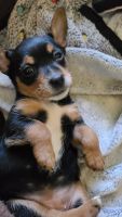 Chorkie Puppies for sale in Sacramento, CA, USA. price: NA