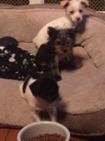 Chorkie Puppies for sale in Willimantic, CT 06226, USA. price: NA