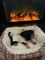 Chorkie Puppies for sale in Lehigh County, PA, USA. price: NA