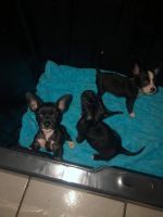 Chorkie Puppies for sale in Tarpon Springs, FL, USA. price: NA