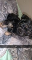 Chorkie Puppies for sale in Woodruff, SC 29388, USA. price: NA