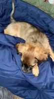 Chorkie Puppies for sale in Minneapolis, MN, USA. price: NA