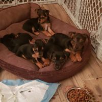 Chorkie Puppies for sale in Bristol, PA 19007, USA. price: NA