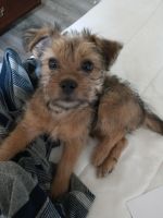 Chorkie Puppies for sale in Rialto, CA 92377, USA. price: NA