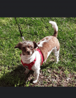 Chorkie Puppies for sale in Kernersville, NC 27284, USA. price: NA