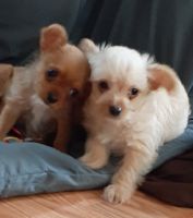 Chorkie Puppies for sale in 8766 Wicklow Ln, Dublin, CA 94568, USA. price: NA