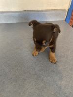Chorkie Puppies for sale in Parkersburg, WV, USA. price: NA