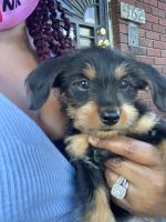 Chorkie Puppies for sale in Redford Charter Twp, MI, USA. price: NA
