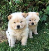 Chow Chow Puppies for sale in Michigan Ave, West Bloomfield Township, MI 48324, USA. price: NA
