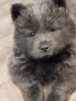 Chow Chow Puppies for sale in Gary, IN, USA. price: NA