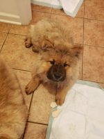 Chow Chow Puppies for sale in Dublin, OH, USA. price: NA