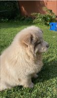 Chow Chow Puppies for sale in Youngstown, OH 44512, USA. price: NA