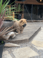Chow Chow Puppies for sale in Lodi, CA, USA. price: NA
