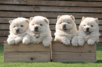 Chow Chow Puppies for sale in Lodi, CA, USA. price: NA