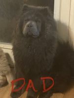 Chow Chow Puppies for sale in Fountain, CO, USA. price: NA