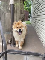 Chow Chow Puppies for sale in Lockport, IL, USA. price: NA
