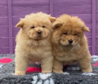 Chow Chow Puppies for sale in Capitol Heights, MD 20743, USA. price: NA