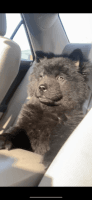 Chow Chow Puppies for sale in Warren, OH, USA. price: NA