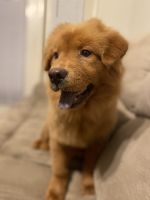 Chow Chow Puppies for sale in Aiken, SC, USA. price: NA
