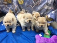 Chow Chow Puppies for sale in Austin, TX 78753, USA. price: NA