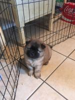 Chow Chow Puppies for sale in Franklin, OH 45005, USA. price: NA