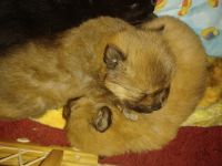 Chow Chow Puppies for sale in Eastman, GA 31023, USA. price: NA