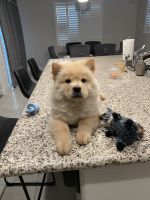 Chow Chow Puppies for sale in Manteca, CA, USA. price: NA
