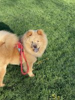 Chow Chow Puppies for sale in Valley Stream, NY, USA. price: NA