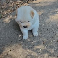 Chow Chow Puppies for sale in Ennis, TX, USA. price: NA