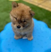 Chow Chow Puppies for sale in Cumberland, VA 23040, USA. price: NA