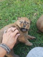 Chow Chow Puppies for sale in Lennox, SD 57039, USA. price: NA