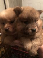 Chow Chow Puppies for sale in Pembroke, NC 28372, USA. price: NA