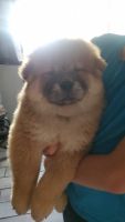 Chow Chow Puppies for sale in New Boston, New Boston-Morea, PA 17948, USA. price: NA