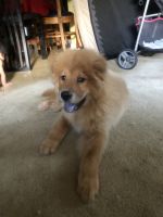 Chow Chow Puppies for sale in 3779 Grant Rd, Ellenwood, GA 30294, USA. price: NA