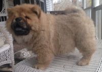 Chow Chow Puppies for sale in N Tucson Ave, Willcox, AZ 85643, USA. price: NA