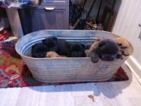 Chow Chow Puppies for sale in Staley, NC 27355, USA. price: NA