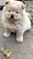 Chow Chow Puppies for sale in 24645 Iceland Path, Lakeville, MN 55044, USA. price: NA