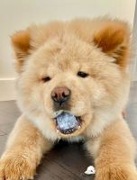 Chow Chow Puppies for sale in Los Angeles, CA, USA. price: NA