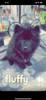Chow Chow Puppies for sale in El Cajon, CA, USA. price: NA