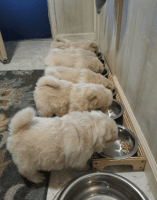 Chow Chow Puppies for sale in Brownsville, PA, USA. price: NA