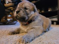 Chow Chow Puppies for sale in Middletown, DE, USA. price: NA