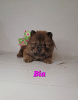 Chow Chow Puppies for sale in Ascutney Mountain Base Lodge, Brownsville, VT 05037, USA. price: NA
