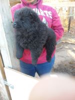 Chow Chow Puppies for sale in Rennert, NC 28386, USA. price: NA
