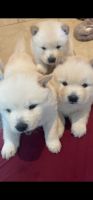 Chow Chow Puppies for sale in Glendale, AZ, USA. price: NA