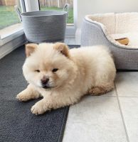 Chow Chow Puppies for sale in 610 S Rampart Blvd, Los Angeles, CA 90057, USA. price: NA