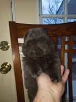 Chow Chow Puppies for sale in Ste. Genevieve, MO 63670, USA. price: NA