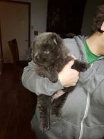 Chow Chow Puppies for sale in Ste. Genevieve, MO 63670, USA. price: NA