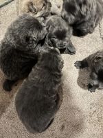Chow Chow Puppies for sale in Fountain, CO, USA. price: NA