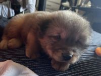 Chow Chow Puppies for sale in Hollister, CA 95023, USA. price: NA