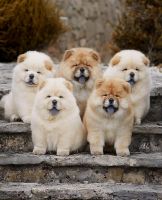 Chow Chow Puppies for sale in 4228 Bedford St, Stamford, CT 06905, USA. price: NA